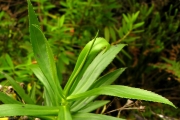 <strong>Asteraceae - Faujasia salicifolia - (Pers.) C.Jeffrey</strong><br />© Sarrailh Jean-Michel / CIRAD