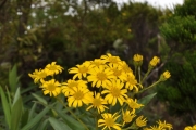 <strong>Asteraceae - Faujasia salicifolia - (Pers.) C.Jeffrey</strong><br />© Sarrailh Jean-Michel / CIRAD