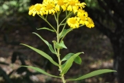 <strong>Asteraceae - Faujasia salicifolia - (Pers.) C.Jeffrey</strong><br />© Sarrailh Jean-Michel / CIRAD