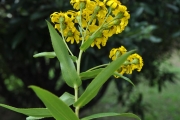 <strong>Asteraceae - Faujasia salicifolia - (Pers.) C.Jeffrey</strong><br />© Sarrailh Jean-Michel / CIRAD
