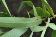 <strong>Asteraceae - Faujasia salicifolia - (Pers.) C.Jeffrey</strong><br />© Sarrailh Jean-Michel / CIRAD