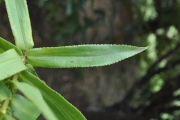 <strong>Asteraceae - Faujasia salicifolia - (Pers.) C.Jeffrey</strong><br />© Sarrailh Jean-Michel / CIRAD