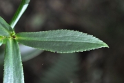 <strong>Asteraceae - Faujasia salicifolia - (Pers.) C.Jeffrey</strong><br />© Sarrailh Jean-Michel / CIRAD