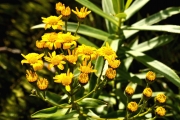 <strong>Asteraceae - Faujasia salicifolia - (Pers.) C.Jeffrey</strong><br />© Sarrailh Jean-Michel / CIRAD