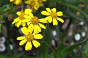 <strong>Asteraceae - Faujasia salicifolia - (Pers.) C.Jeffrey</strong><br />© Sarrailh Jean-Michel / CIRAD