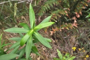 <strong>Asteraceae - Faujasia salicifolia - (Pers.) C.Jeffrey</strong><br />© Sarrailh Jean-Michel / CIRAD