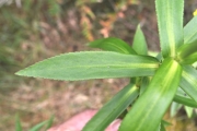 <strong>Asteraceae - Faujasia salicifolia - (Pers.) C.Jeffrey</strong><br />© Sarrailh Jean-Michel / CIRAD