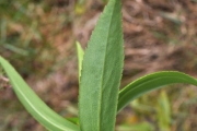 <strong>Asteraceae - Faujasia salicifolia - (Pers.) C.Jeffrey</strong><br />© Sarrailh Jean-Michel / CIRAD