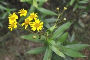 <strong>Asteraceae - Faujasia salicifolia - (Pers.) C.Jeffrey</strong><br />© Sarrailh Jean-Michel / CIRAD