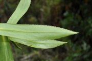 <strong>Asteraceae - Faujasia salicifolia - (Pers.) C.Jeffrey</strong><br />© Sarrailh Jean-Michel / CIRAD