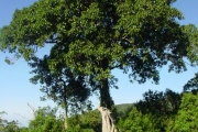 <strong>Moraceae - Ficus densifolia - Miq.</strong><br />© Sarrailh Jean-Michel / CIRAD