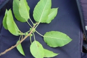 <strong>Moraceae - Ficus densifolia - Miq.</strong><br />© Sarrailh Jean-Michel / CIRAD