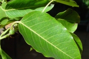 <strong>Moraceae - Ficus densifolia - Miq.</strong><br />© Sarrailh Jean-Michel / CIRAD
