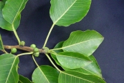 <strong>Moraceae - Ficus densifolia - Miq.</strong><br />© Sarrailh Jean-Michel / CIRAD