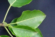 <strong>Moraceae - Ficus densifolia - Miq.</strong><br />© Sarrailh Jean-Michel / CIRAD