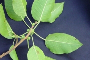 <strong>Moraceae - Ficus densifolia - Miq.</strong><br />© Sarrailh Jean-Michel / CIRAD