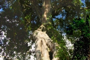 <strong>Moraceae - Ficus densifolia - Miq.</strong><br />© Sarrailh Jean-Michel / CIRAD