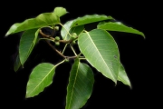 <strong>Moraceae - Ficus densifolia - Miq.</strong><br />© Sarrailh Jean-Michel / CIRAD