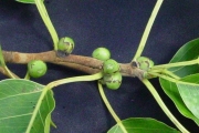 <strong>Moraceae - Ficus densifolia - Miq.</strong><br />© Sarrailh Jean-Michel / CIRAD