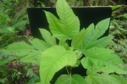 <strong>Moraceae - Ficus lateriflora - Vahl</strong><br />© Sarrailh Jean-Michel / CIRAD