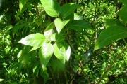 <strong>Moraceae - Ficus lateriflora - Vahl</strong><br />© Sarrailh Jean-Michel / CIRAD