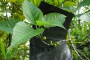 <strong>Moraceae - Ficus lateriflora - Vahl</strong><br />© Sarrailh Jean-Michel / CIRAD
