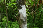<strong>Moraceae - Ficus lateriflora - Vahl</strong><br />© Sarrailh Jean-Michel / CIRAD