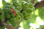 <strong>Moraceae - Ficus lateriflora - Vahl</strong><br />© Baret Stéphane