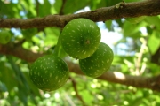 <strong>Moraceae - Ficus lateriflora - Vahl</strong><br />© Baret Stéphane