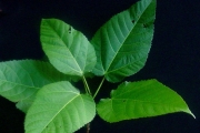 <strong>Moraceae - Ficus lateriflora - Vahl</strong><br />© Sarrailh Jean-Michel / CIRAD