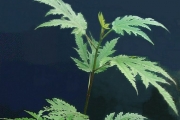 <strong>Moraceae - Ficus lateriflora - Vahl</strong><br />© Sarrailh Jean-Michel / CIRAD