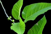<strong>Moraceae - Ficus lateriflora - Vahl</strong><br />© Sarrailh Jean-Michel / CIRAD