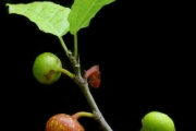 <strong>Moraceae - Ficus lateriflora - Vahl</strong><br />© Sarrailh Jean-Michel / CIRAD
