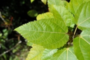 <strong>Moraceae - Ficus lateriflora - Vahl</strong><br />© Sarrailh Jean-Michel / CIRAD