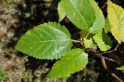 <strong>Moraceae - Ficus lateriflora - Vahl</strong><br />© Sarrailh Jean-Michel / CIRAD