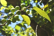 <strong>Moraceae - Ficus lateriflora - Vahl</strong><br />© Sarrailh Jean-Michel / CIRAD
