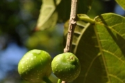 <strong>Moraceae - Ficus lateriflora - Vahl</strong><br />© Sarrailh Jean-Michel / CIRAD