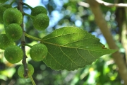 <strong>Moraceae - Ficus lateriflora - Vahl</strong><br />© Sarrailh Jean-Michel / CIRAD