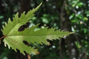<strong>Moraceae - Ficus lateriflora - Vahl</strong><br />© Sarrailh Jean-Michel / CIRAD