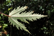 <strong>Moraceae - Ficus lateriflora - Vahl</strong><br />© Sarrailh Jean-Michel / CIRAD