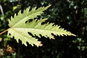 <strong>Moraceae - Ficus lateriflora - Vahl</strong><br />© Sarrailh Jean-Michel / CIRAD