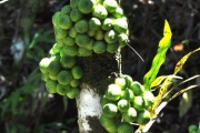 <strong>Moraceae - Ficus lateriflora - Vahl</strong><br />© Sarrailh Jean-Michel / CIRAD