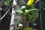 <strong>Moraceae - Ficus lateriflora - Vahl</strong><br />© Sarrailh Jean-Michel / CIRAD