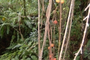 <strong>Moraceae - Ficus mauritiana - Lam.</strong><br />© Michel Julia