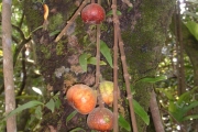 <strong>Moraceae - Ficus mauritiana - Lam.</strong><br />© Michel Julia
