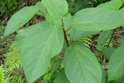 <strong>Moraceae - Ficus mauritiana - Lam.</strong><br />© Sarrailh Jean-Michel / CIRAD
