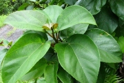 <strong>Moraceae - Ficus mauritiana - Lam.</strong><br />© Sarrailh Jean-Michel / CIRAD