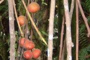 <strong>Moraceae - Ficus mauritiana - Lam.</strong><br />© Michel Julia