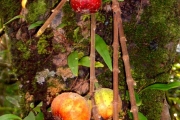 <strong>Moraceae - Ficus mauritiana - Lam.</strong><br />© Michel Julia