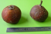 <strong>Moraceae - Ficus mauritiana - Lam.</strong><br />© Sarrailh Jean-Michel / CIRAD